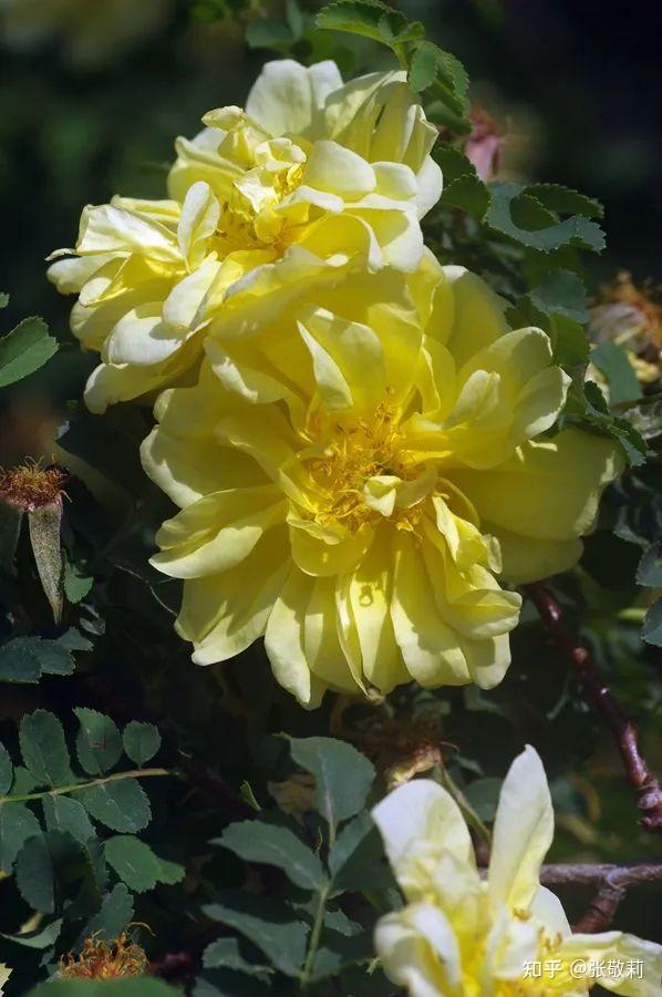 生态客自然观察【分科识花图鉴】32 蔷薇科 b 蔷薇亚科(下) - 知乎