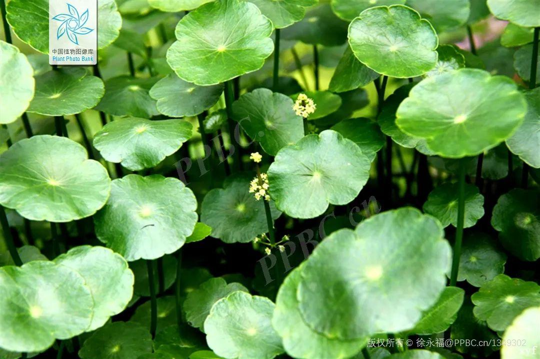 疗愈植物积雪草 - 知乎