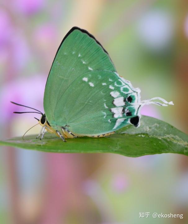 养蝴蝶是怎样的一种体验绿灰蝶artipeeryxlinnaeus1771