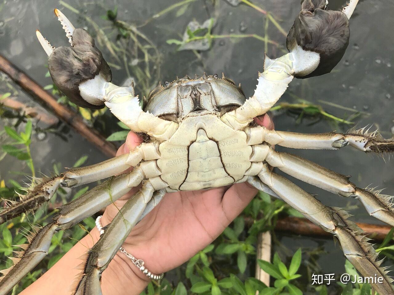 霸气的野生螃蟹|摄影|生态|广东粤神 - 原创作品 - 站酷 (ZCOOL)