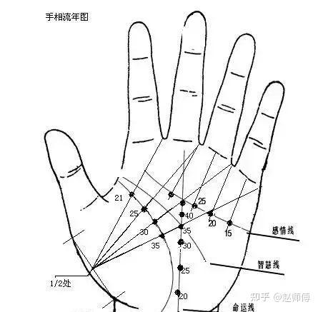 中指下面的竖线图解图片