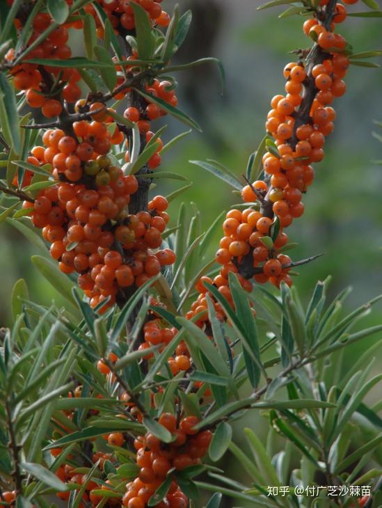 付广芝沙棘苗精美图片分享