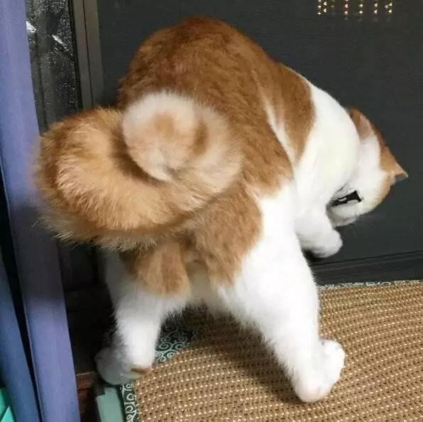 为什么这只猫的尾巴是个卷