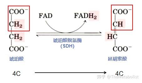 高能鍵--變成乙酰coa)丙酮酸在有氧狀態下通過擴散作用穿過線粒體外膜