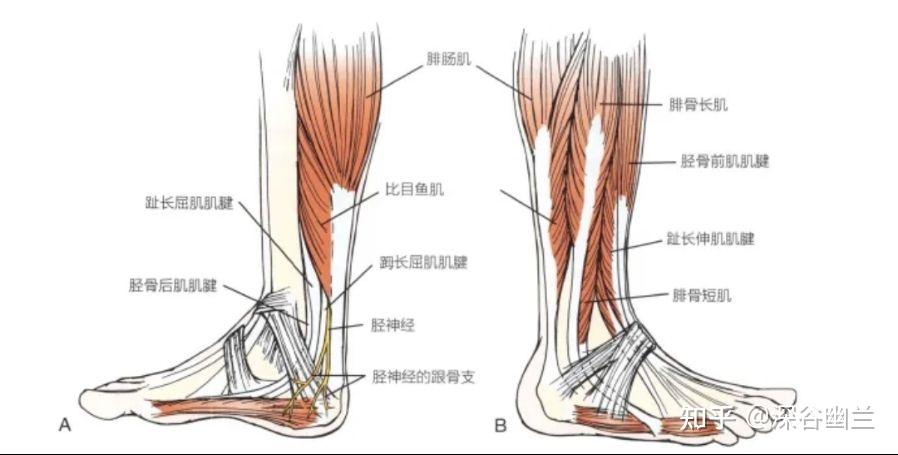 肌筋膜线之体侧线