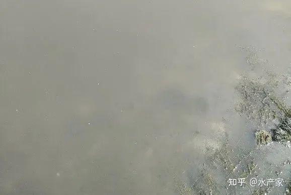池塘水质“浑浊”,分这几种情况!看准原因,才能处理得当 - 知乎