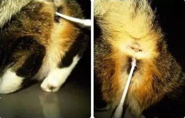 所谓的棉签大法有用吗