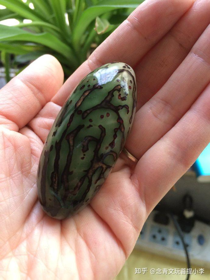 以前称为鳄鱼果,后又叫同心果,千眼菩提子坚硬无比,为实心状,同时可以