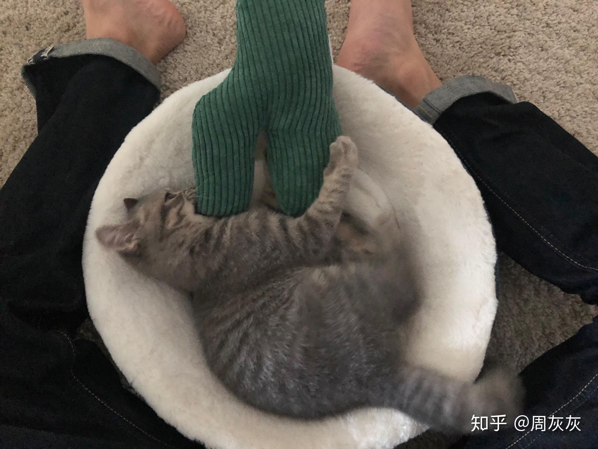 满满干货(铲屎要注意什么事项)铲屎要注意什么细节,(图10) 满满干货(铲屎要注意什么事项)铲屎要注意什么细节,(图10)