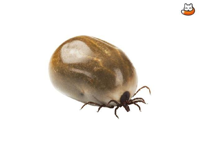 看了一圈,见没人提到他 节肢动物门,蛛形纲,蜱螨亚纲,蜱虫别看他样子