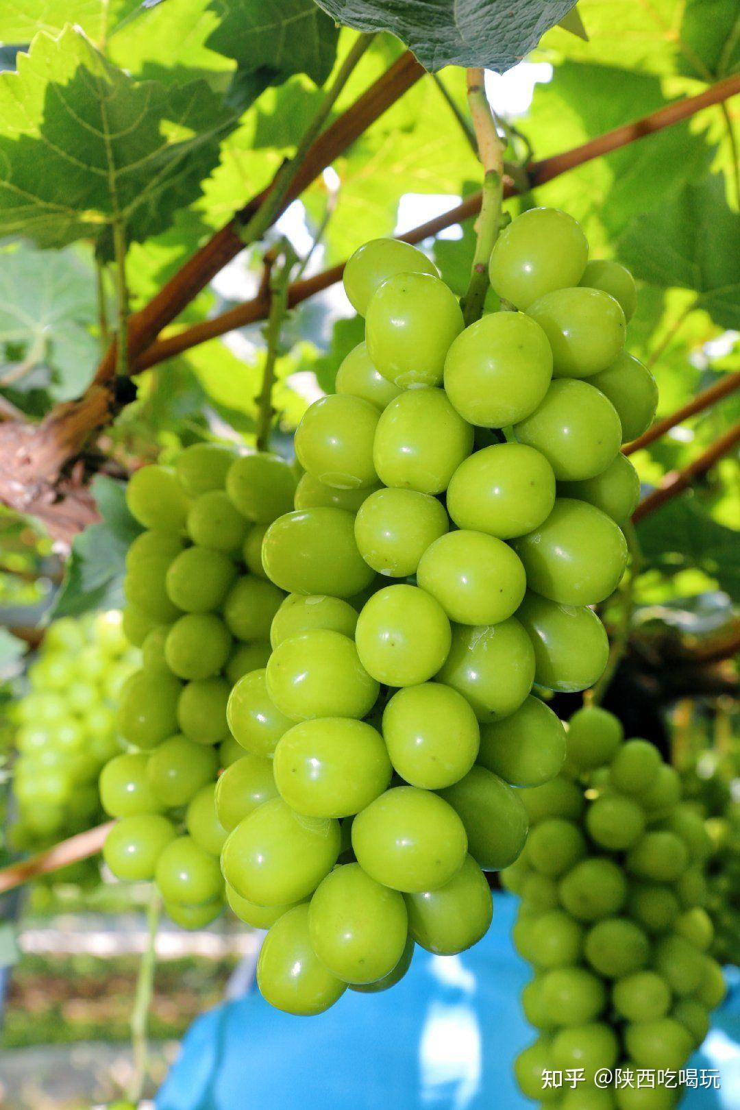 美丽乡村葡萄采摘季西咸新区第四届网上葡萄节启动