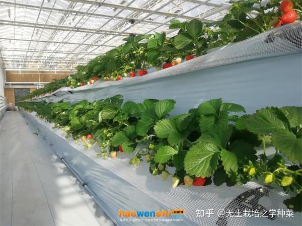 无土栽培蔬菜种植技术培训班接受报名中! - 知乎