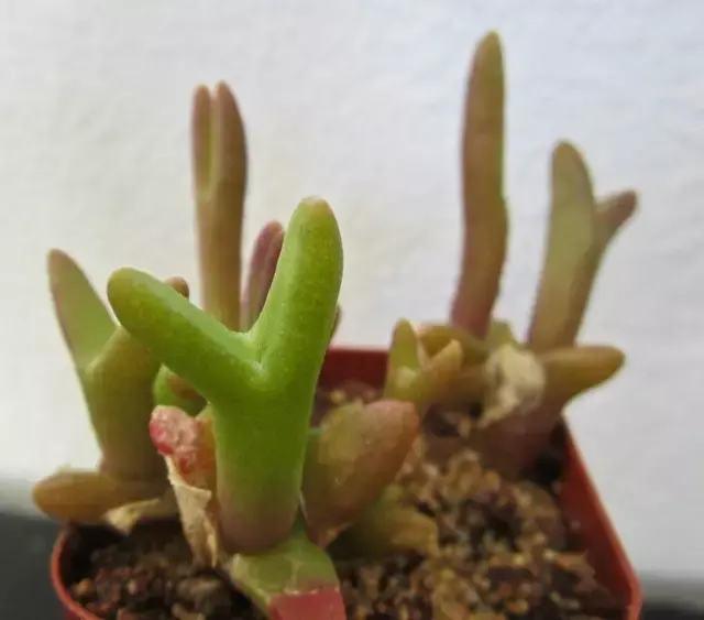 不死鸟多肉植物宽叶 v2-f9c81236e98149a7dcd350892bcff857_r.jpg