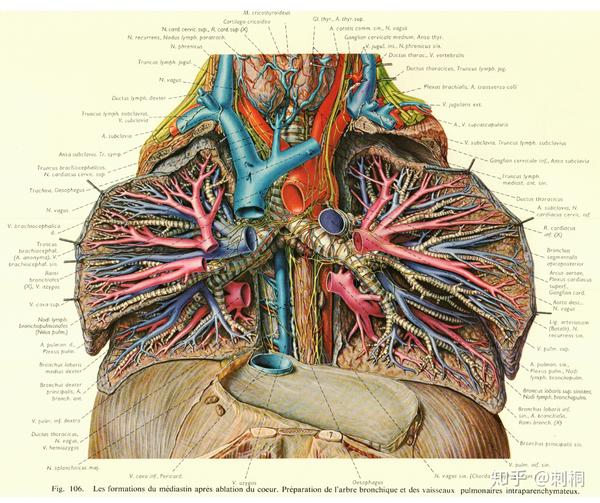 英文書】ATLAS OF ANATOMY （人体医学書）。-