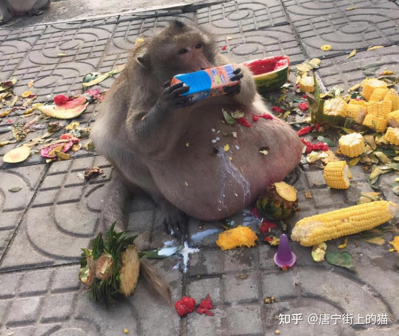 胖猴子身为族群头领以权谋私最终死于大吃大喝