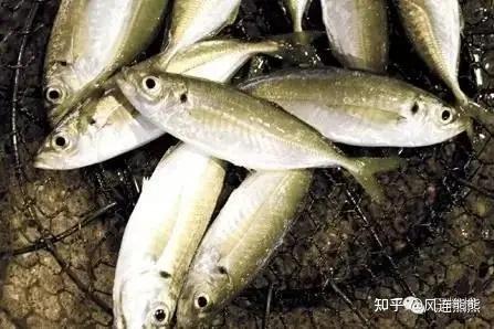 你不知道的竹荚鱼(转自微信公众号“日料栈”) - 知乎