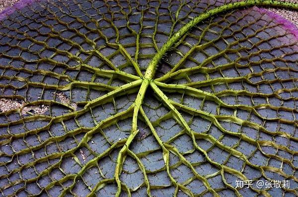节气物种日历王莲大暑7月23日8月6日