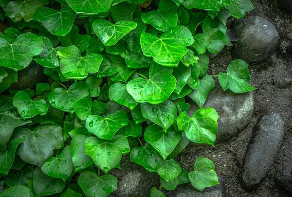 室内植物