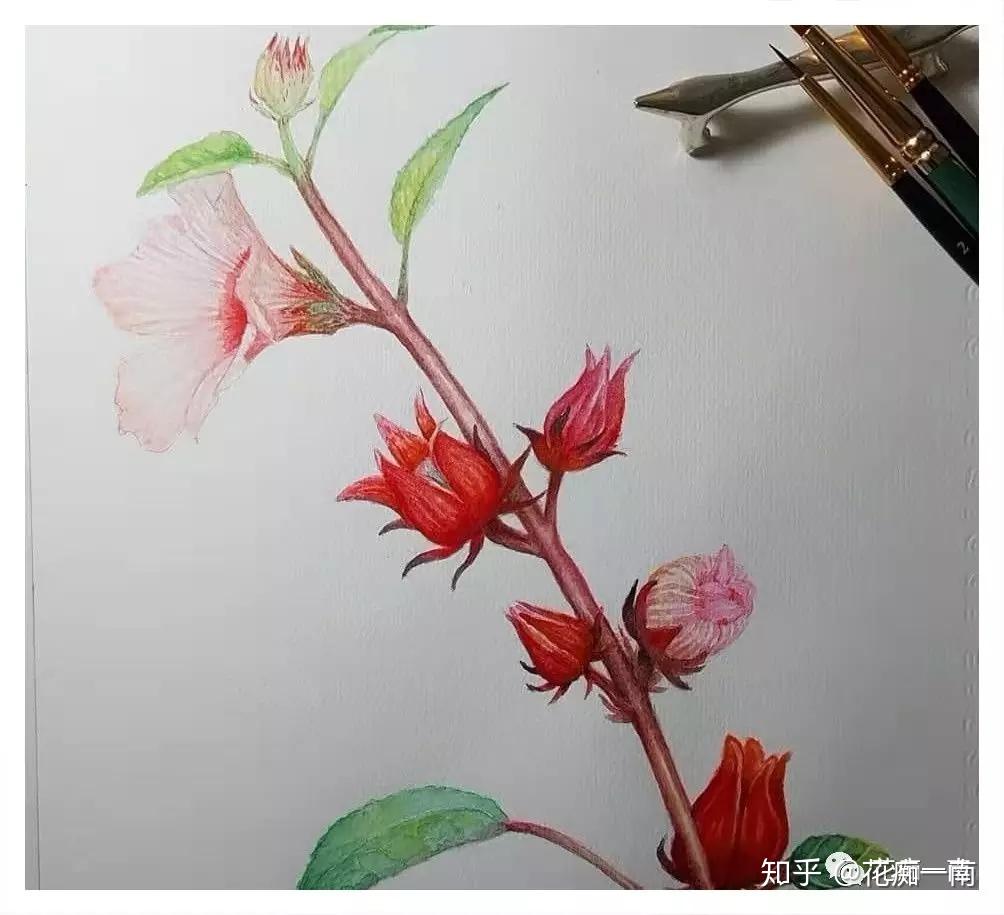 洛神花&玫瑰茄,你我都是没有故事的女同学