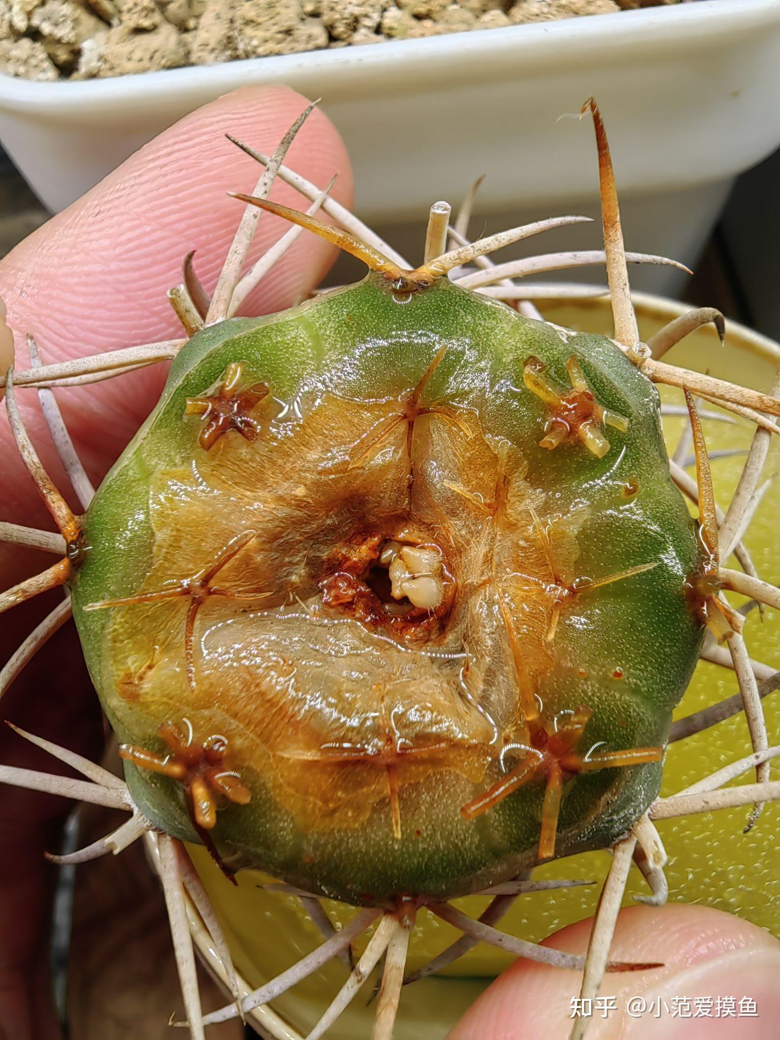 仙人球发根攻略