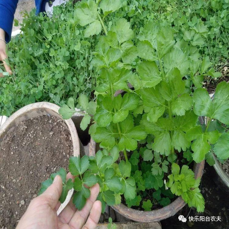 厨房的芹菜根别扔了 种起来可以吃半年 知乎
