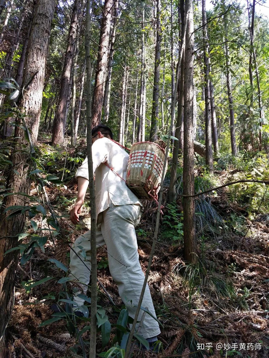 上山采药为你养老黄药师做好中医的最终目的