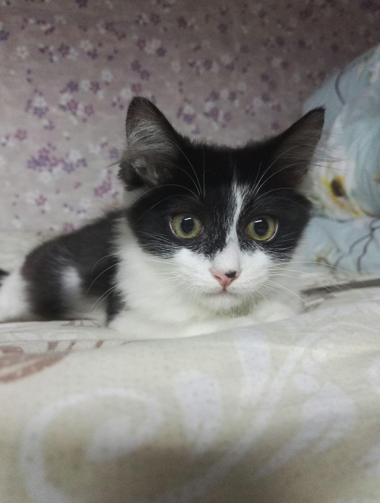 为什么奶牛猫有喵界神经病之称?