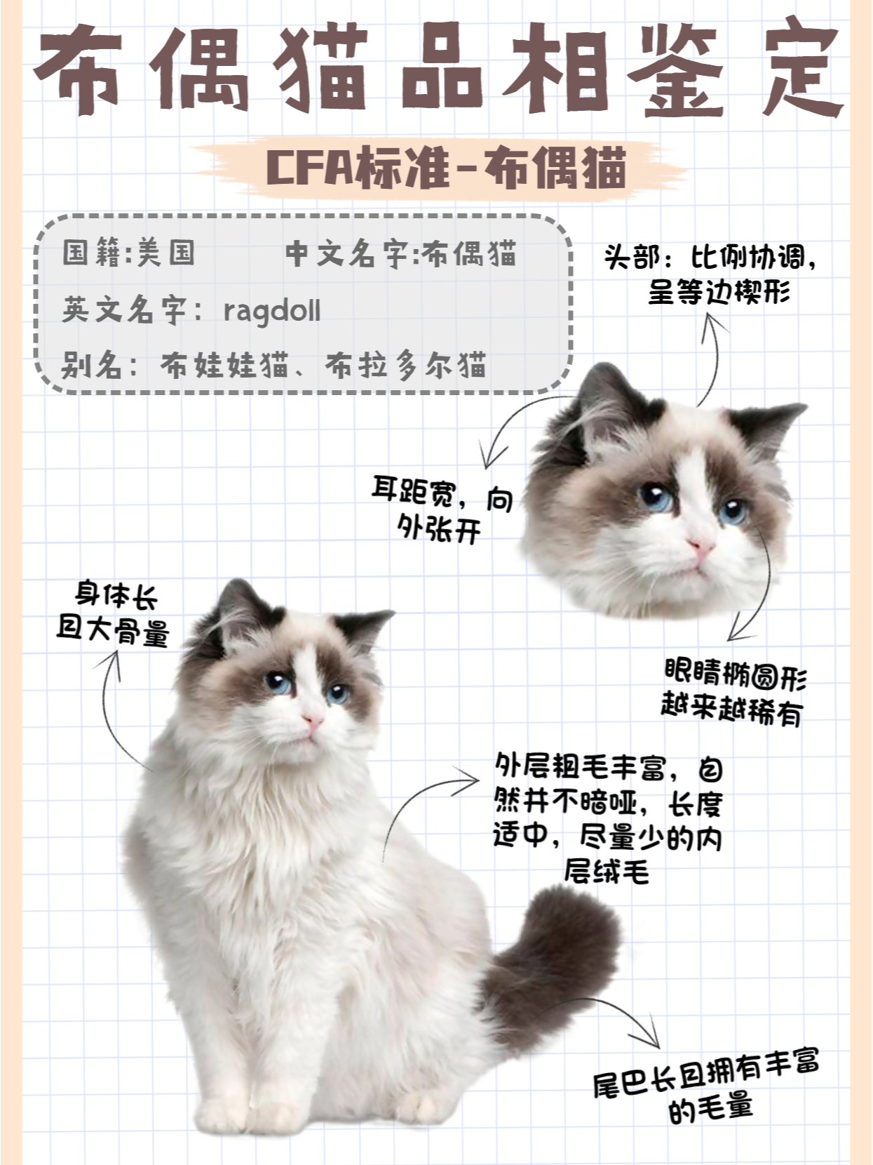 布偶猫品相图解双色图片