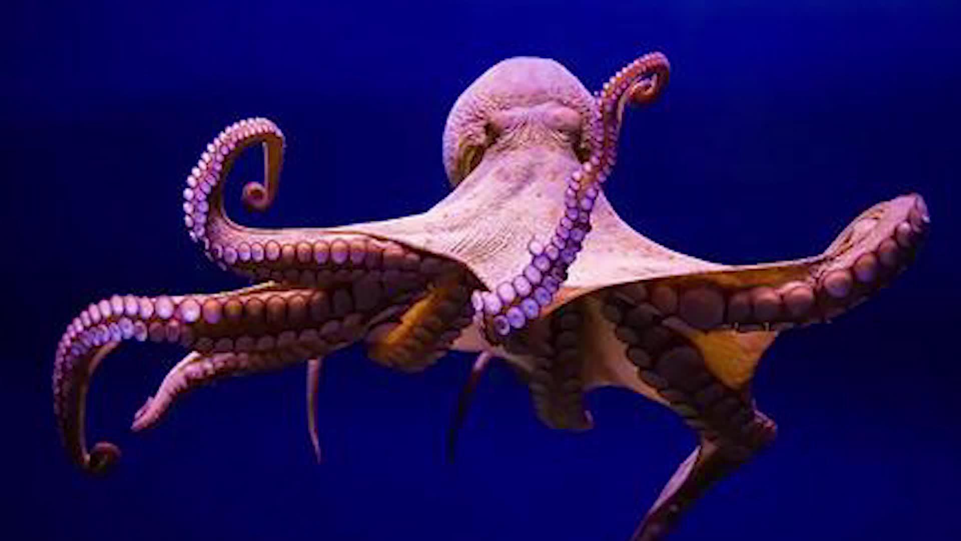 日本寿司高手现场处理一只巨型章鱼精湛刀工引得全场尖叫