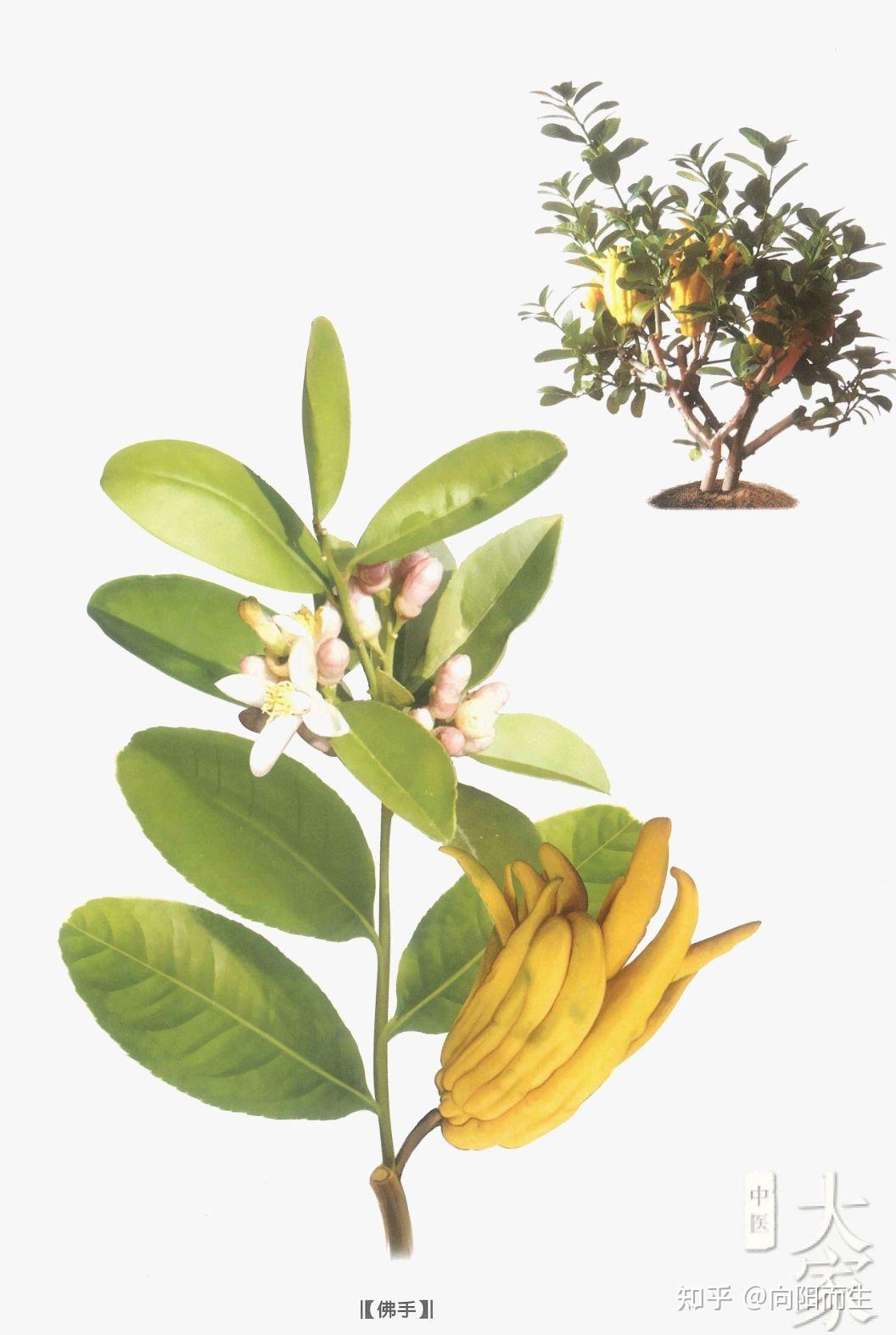 中药之佛手 - 知乎
