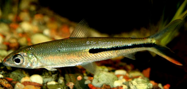 常见鱼种科普三脂鲤我燕子鱼今天要上天