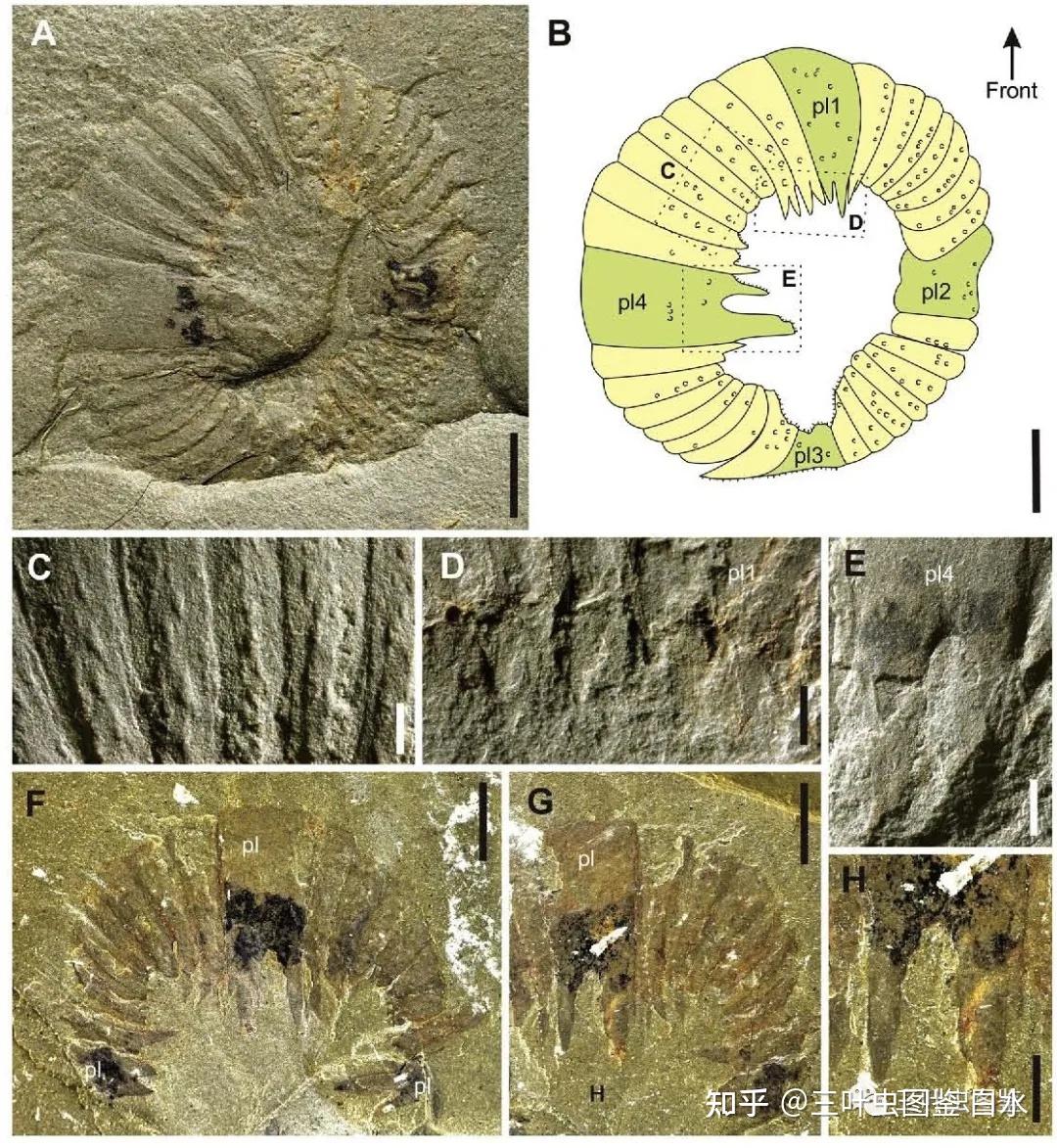 看到线纹装饰(图片来源:孙智新等,2020c)线纹心虾艺术复原图(霍秀泉绘