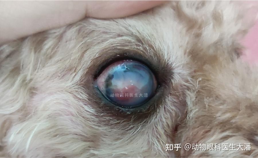 長沙病例犬眼睛紅腫充血流淚眼球有凸起增生物保守治療痊癒