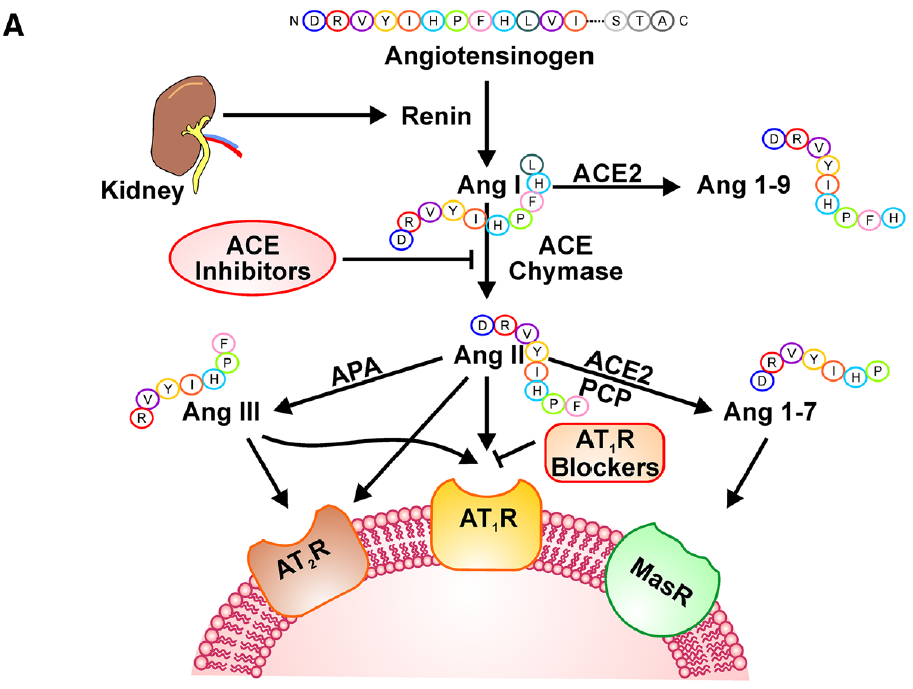 2, ace2是肾素—血管紧张素系统 (ras) 的主要活性肽