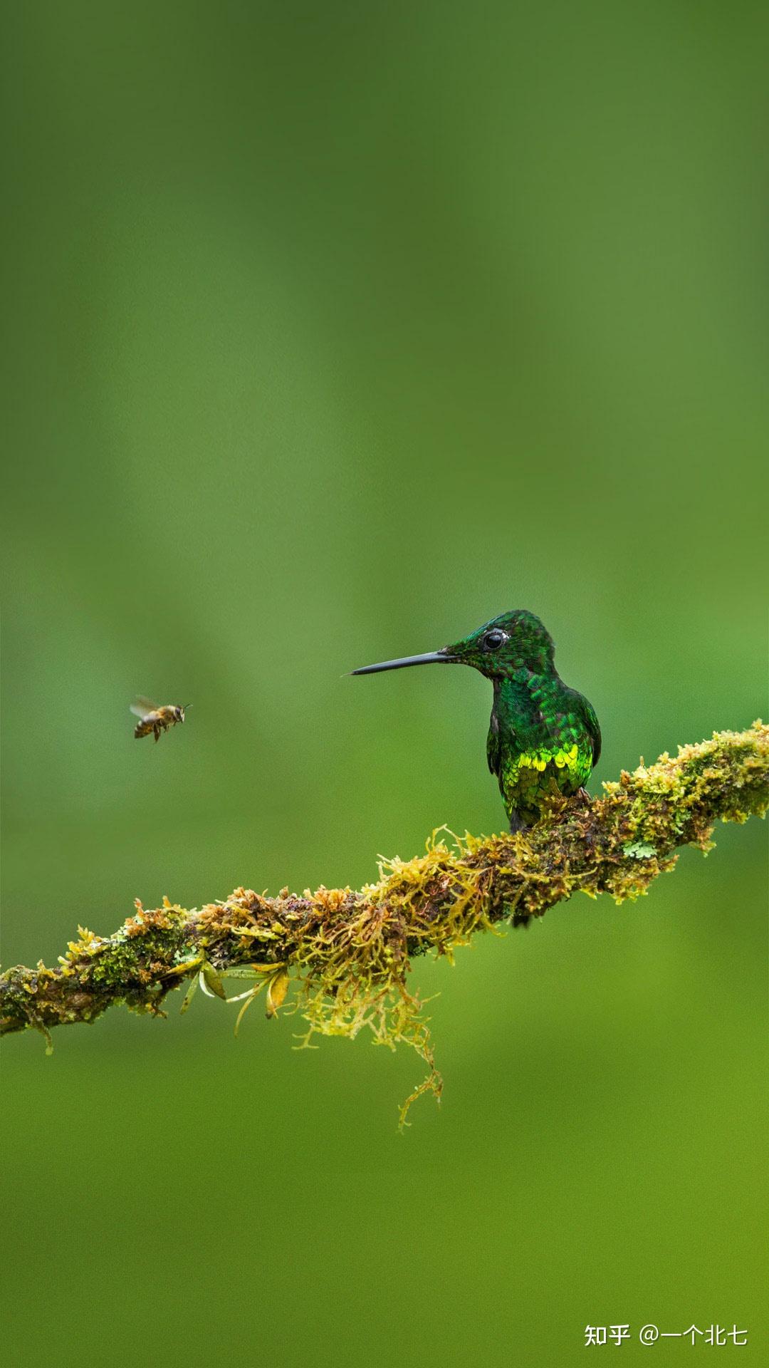 皇辉蜂鸟和蜜蜂,哥伦比亚 - 知乎