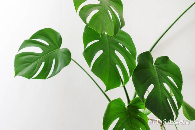 龟背竹养好了才会开背，想开出完美的裂纹需要这些技巧！ - 知乎