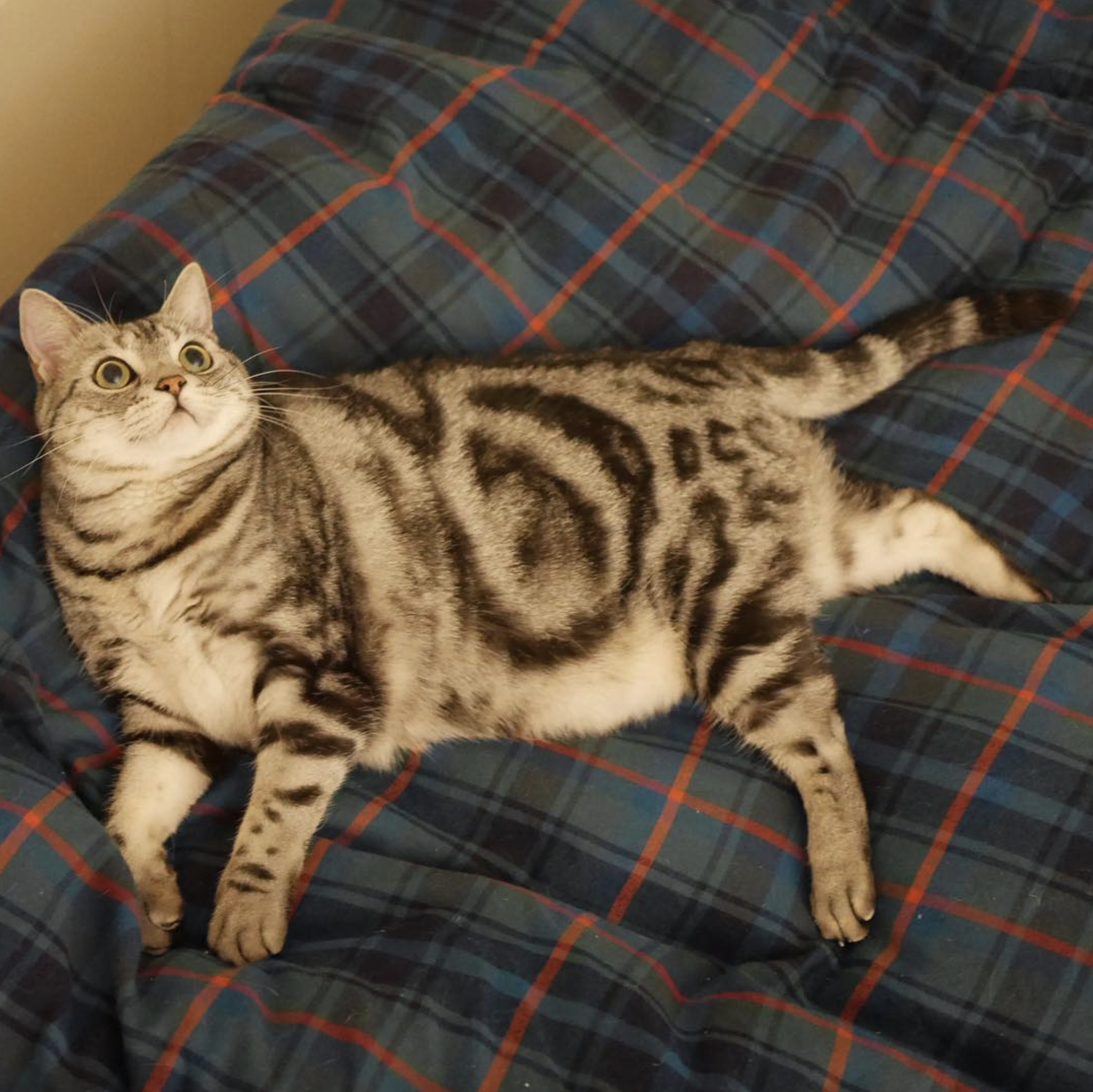 吸猫大会美国短毛猫mog