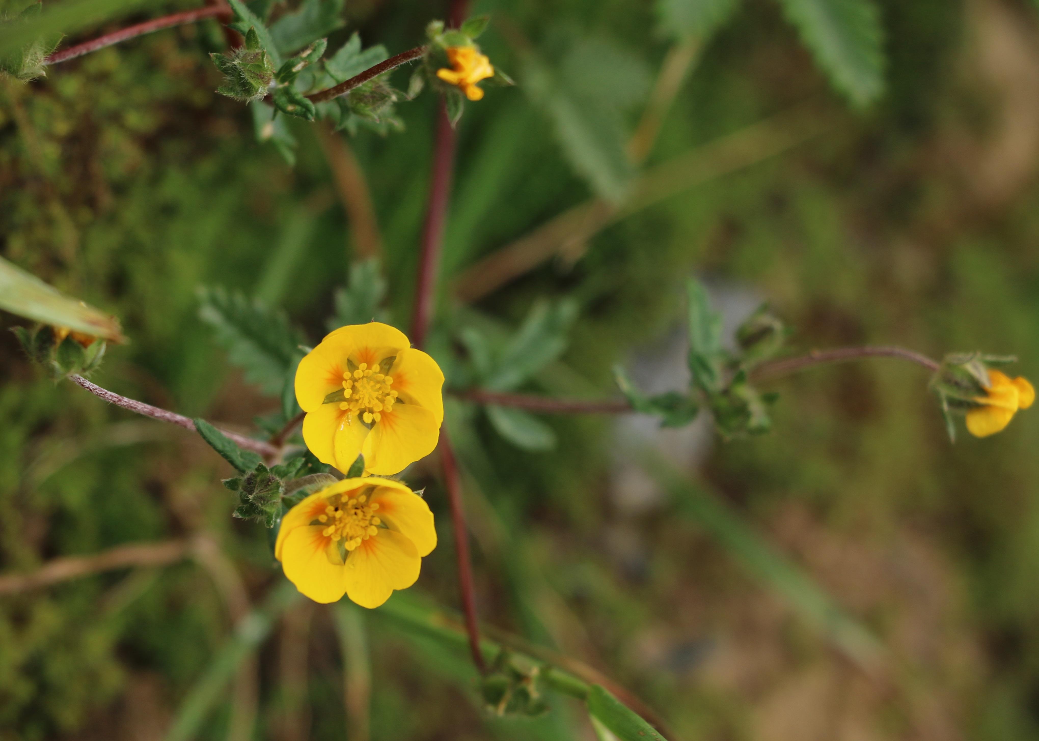 自然足迹横断山区植物小记十二蔷薇科伞形科
