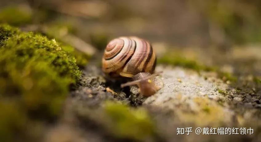 v2-fa26164ab2836d14142531820b1657d3_r.jpg