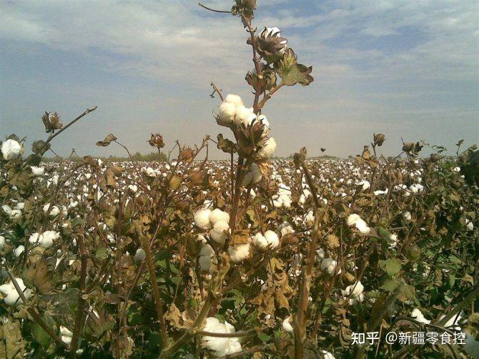 棉花蛋糕肉松是什么做的_肉松蛋糕是棉花_棉花蛋糕肉松是熟的吗