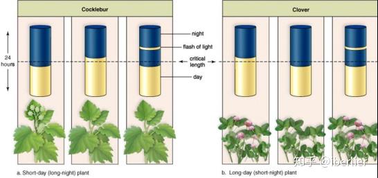 关于组培补光那些事 光周期 知乎