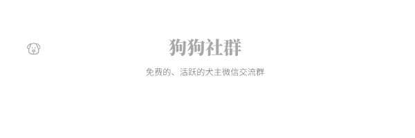 龙华狗狗领养微信群_龙华宠物领养_狗狗领养公众号