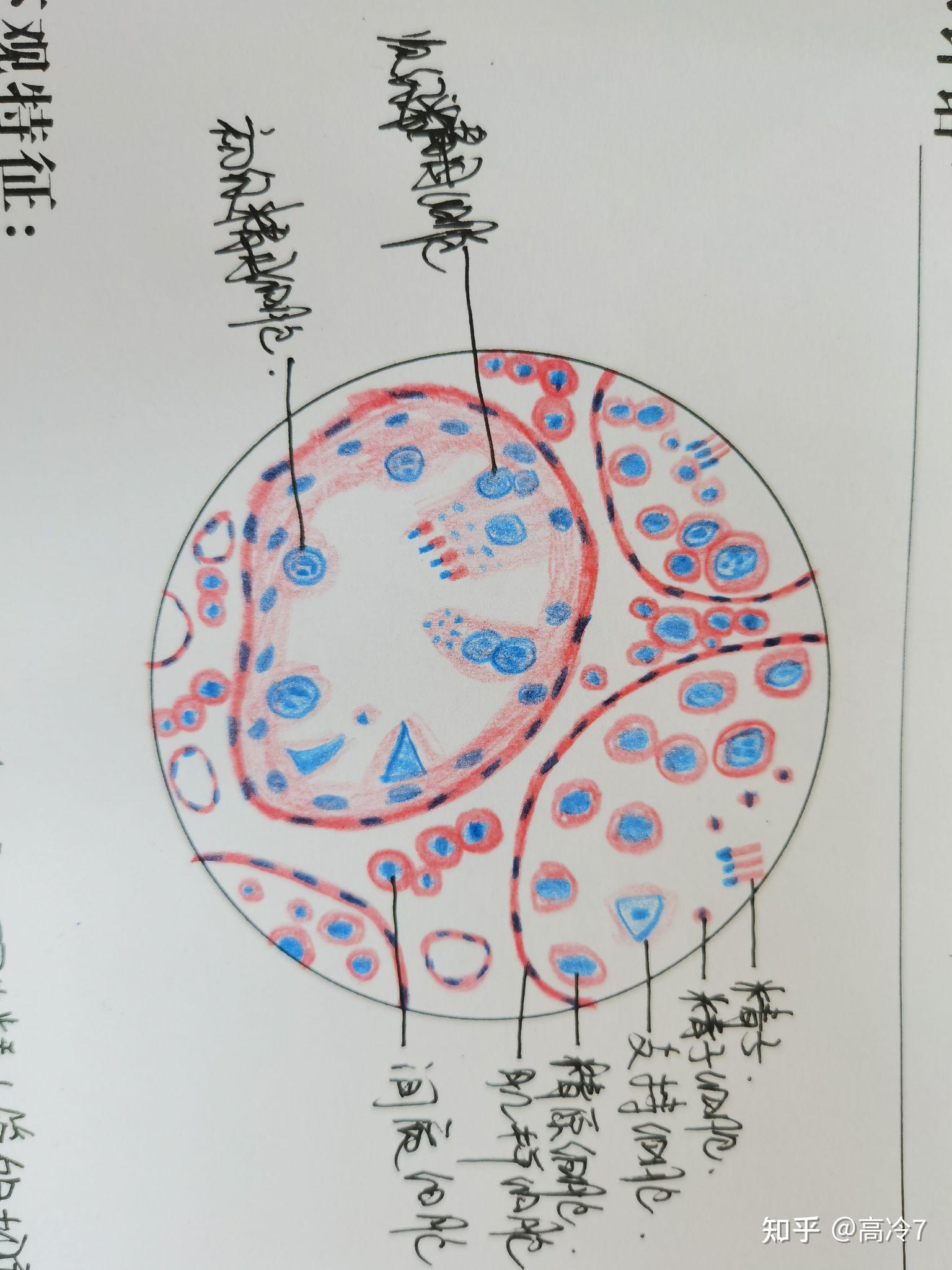 组胚手绘图红蓝铅笔图片