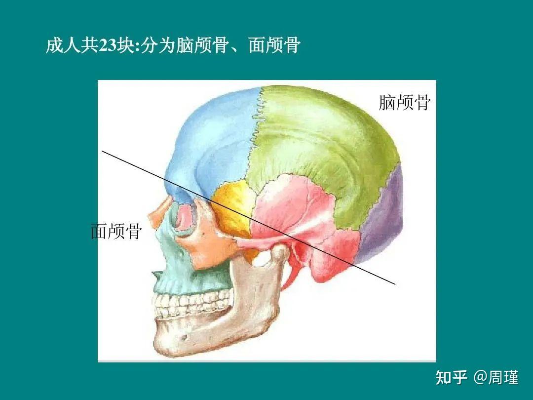 三大人种头骨图片