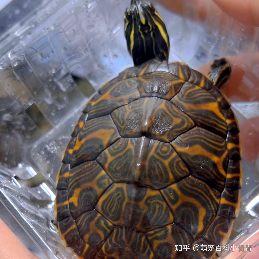 火焰龟是深水龟吗？火焰龟全方位科普介绍，一文搞懂火焰龟各方面 - 知乎