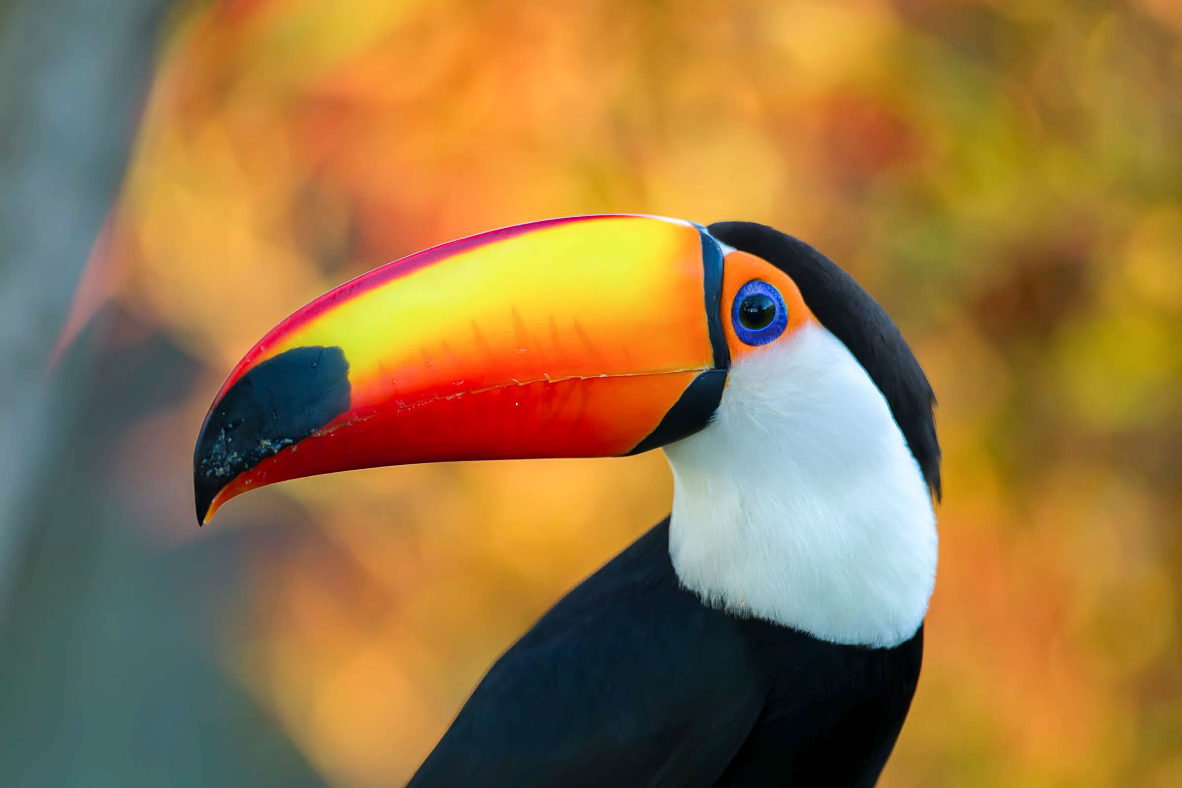 罗宾红色乳房鸟用在额嘴的食物在花栖息 库存图片. 图片 包括有 特写镜头, 双翼飞机, 本质, 胸骨, 知更鸟 - 54626943