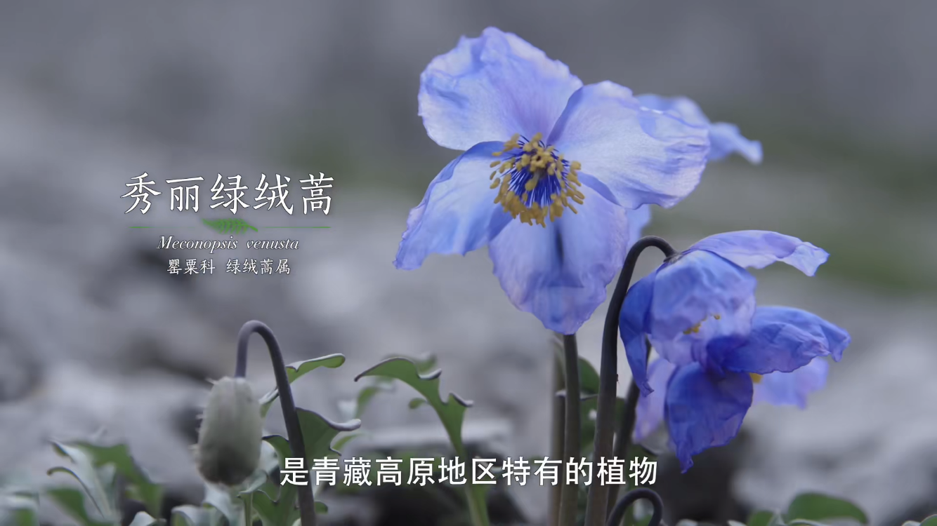纪录片 《影响世界的中国植物》