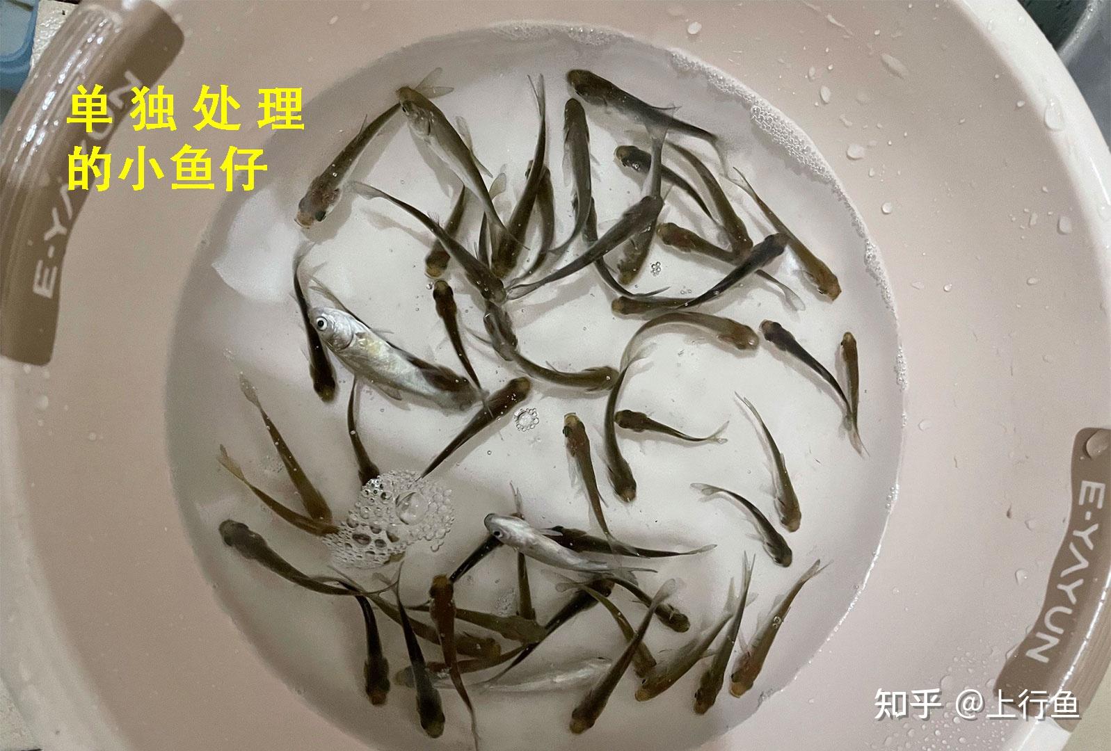 巴西亚鱼水温图片