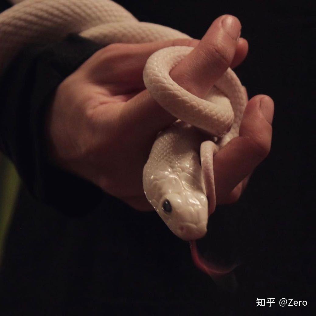 哪里能买到宠物白蛇