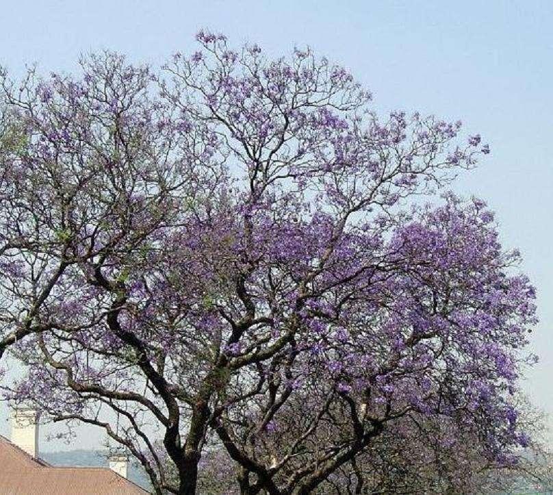 花信风 清明之桐花 漠漠客舍桐花春 知乎